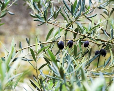 Olgun hasat naturel sızma zeytinyağı 5 litre | Ayazma Deresi bahçemizden | Alpoliva